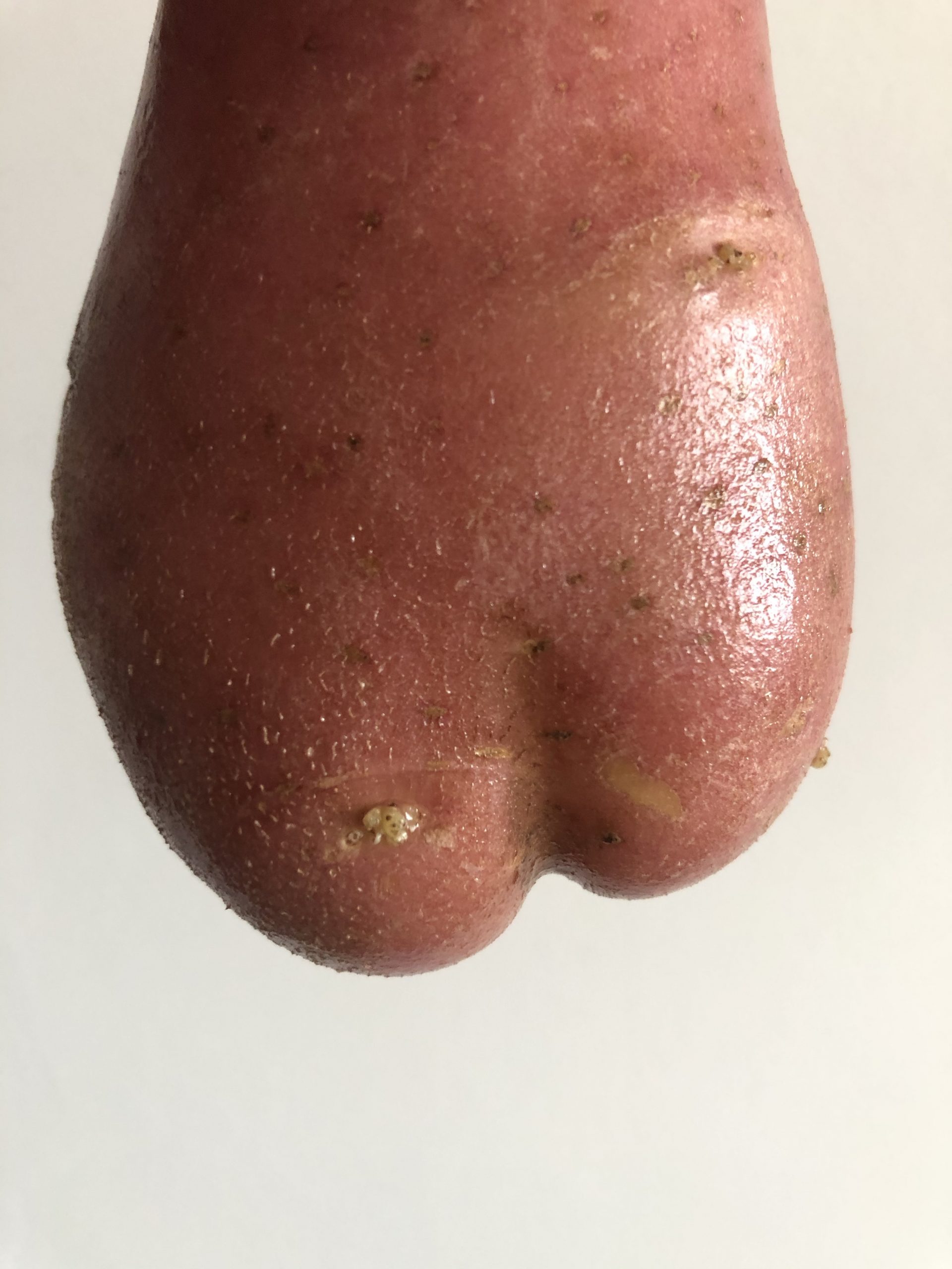 Potato Bum